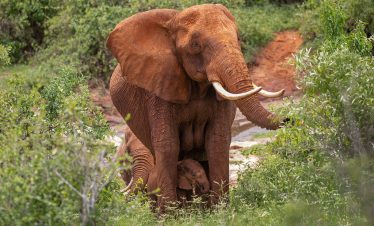 1-Day Tsavo East Thrilling Safari Adventure