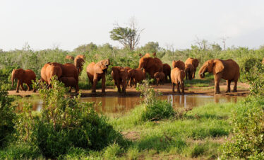 1-Day Tsavo East National Park Safari from Diani