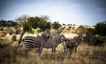 2-Day Tsavo East Safari Adventure from Mombasa