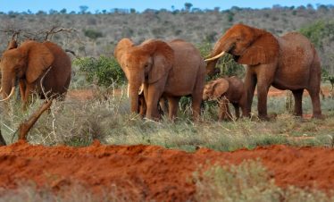 1-Day Tsavo East Safari