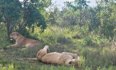 5-Day Ultimate Kruger NP Big 5 & Panorama Route Safari