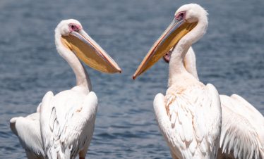 1-Day Crescent Island Boat and Walking Safari