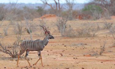 1-Day Tsavo East Safari