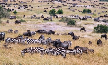 2-Day 1 Night Group Budget Tour to Amboseli from Nairobi