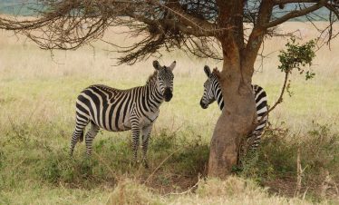 ½-Day Nairobi National Park – World’s Wildlife Capital