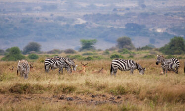 ½-Day Nairobi Excursion National Park & Giraffe Center