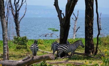 1-Day Lake Naivasha and Crescent Island Tour
