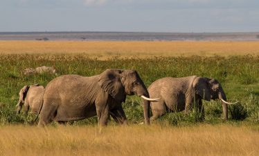 1-Day Amboseli Day trip from Nairobi Budget Safari