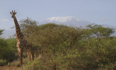 2-Day Amboseli National Park Luxury Tour at Serena Lodge