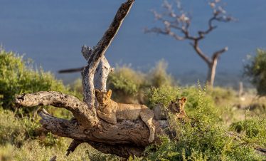 2-Day Mid-Range Safari Tour to Amboseli National Park