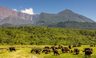 1-Day Trip Safari to Arusha National Park