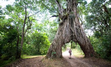 1-Day Hiking/Walking & Game Safari Arusha National Park
