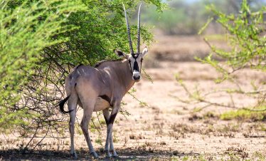3-Day Wildlife Safari to Awash National Park