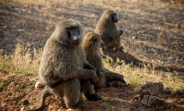 2-Day Masai Mara & Hell’s Gate Private Safari