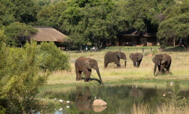 2-Day Bakubung Lodge Safari from Cape Town
