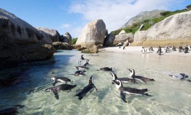 1-Day Cape Town Rooi-Els Stony Point Day Trip Penguins