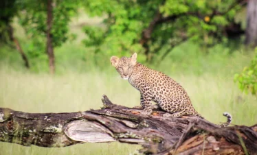 3-Day Moremi Game Reserve Safari