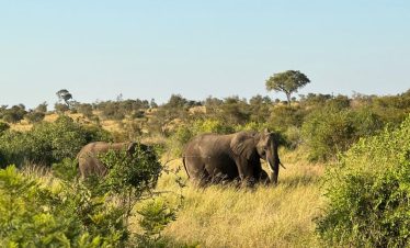 1-Day Cape Town Big 5 Daytrip Safari in a 4×4 Vehicle