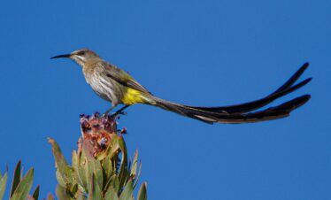 1-Day Gauteng Birding Tour (Reef)