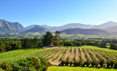 ½-Day Cape Winelands Tour