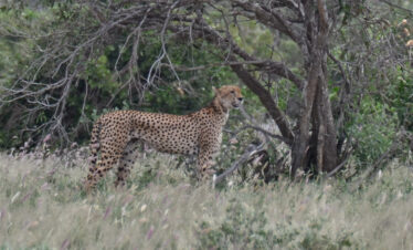 1-Day Tsavo East National Park Tour