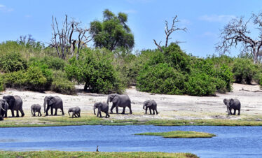 3-Day 2 Nights Tented Safari in Chobe National Park