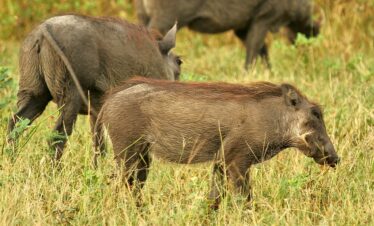 3-Day Chobe Budget Camping from Victoria Falls Town