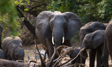 14-Day Malawi Family Safari Holiday