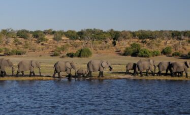 3-Day Iconic Chobe National Park