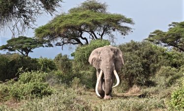 1-Day Amboseli Spectacular Escapade Safari – Pop up Van