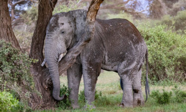 1-Day Amboseli National Park Safari