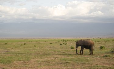2-Day Overnight Trip to Amboseli