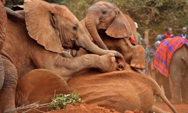 2-Day Tour in Kenya’s Capital City