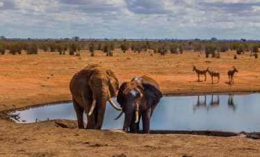 2-Day Taking a Break with a Safari to Tsavo East
