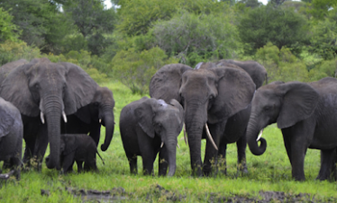 ½-Day Shuttle from Johannesburg to Hoedspruit