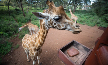 1-Day Nairobi NP, Giraffe Center and Bomas of Kenya