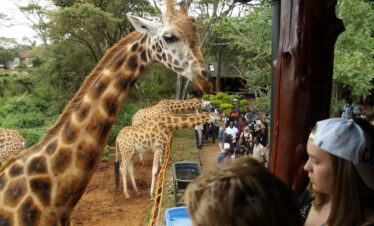 1-Day Tour Giraffe Center, Karen Blixen, Lunch Carnivore