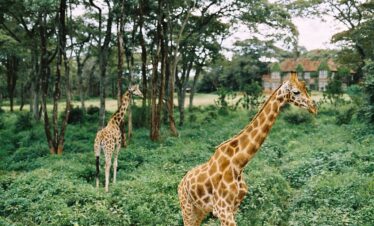 ½-Day Nairobi Giraffes Center and Elephant Orphanage