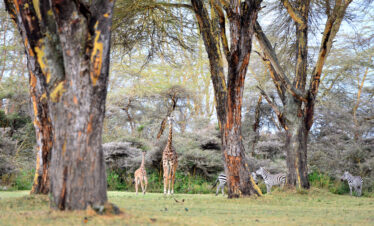 ½-Day Nairobi National Park Excursion