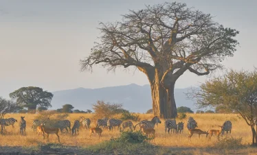 ½-Day The Elephant Park – Tarangire (Day Trip)