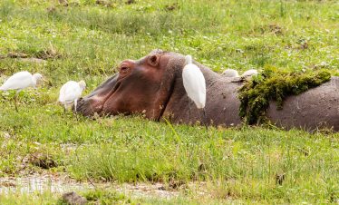 2-Day A Taste of Amboseli Safari