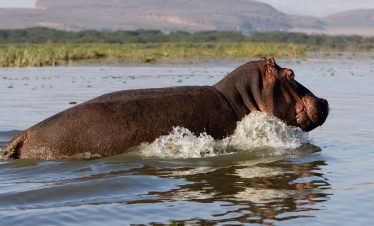 1-Day Lake Naivasha Tour