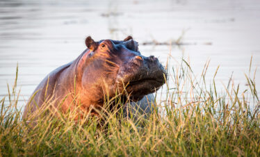 4-Day 3 Nights Package at Machaba Camp in Botswana