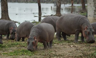 2-Day Lake Nakuru & Lake Naivasha Tour