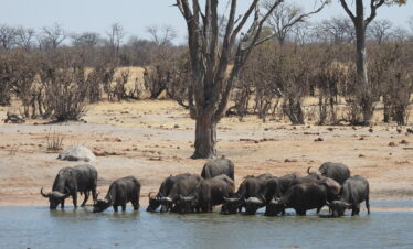 4-Day Discover Victoria Falls, Chobe NP and Hwange NP