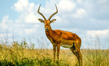 1-Day Discover Tsavo Wildlife Safari