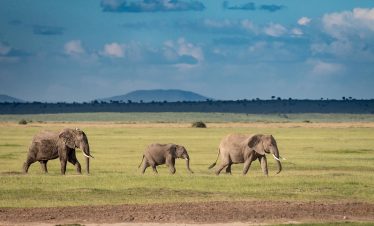 2-Day Amboseli Safari, Africa Heritage&Kilimanjaro Views
