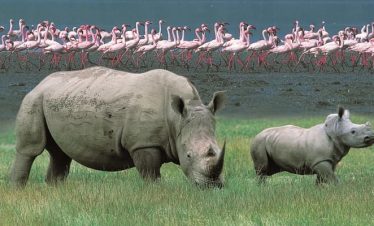 1-Day Lake Nakuru National Park Day-Tour (Midrange)