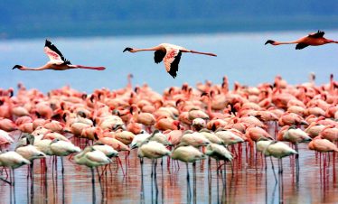 1-Day Trip Tour to Lake Manyara National Park