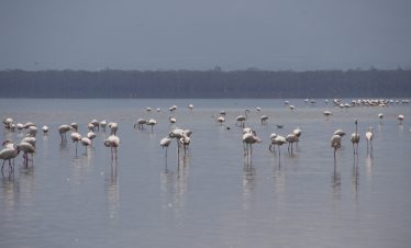 2-Day Lake Nakuru Explorer